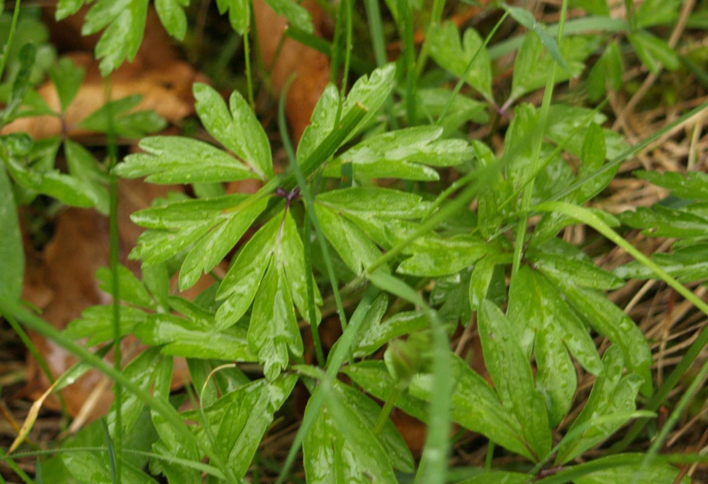 Anemone, Yellow leaf